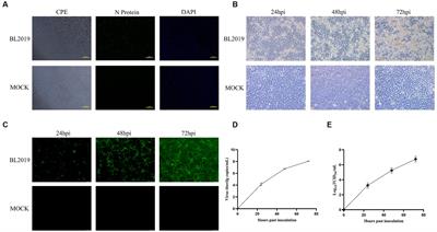 Isolation, identification, and pathogenicity of a NADC30-like porcine reproductive and respiratory disorder syndrome virus strain affecting sow production